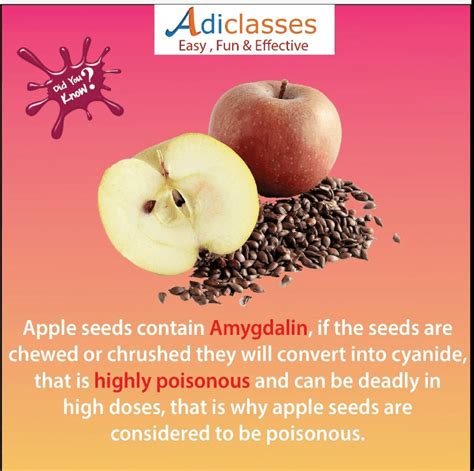 apple seeds poison|peach pits arsenic.